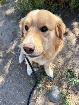 Tig -  Chow Chow and Mixed Breed Dog for Adoption in Fort Collins, Colorado - Tig | PetCurious