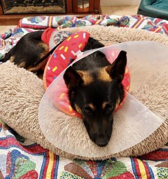 Starr -  German Shepherd Dog Dog for Adoption in Pleasant Hill, California - Starr | PetCurious