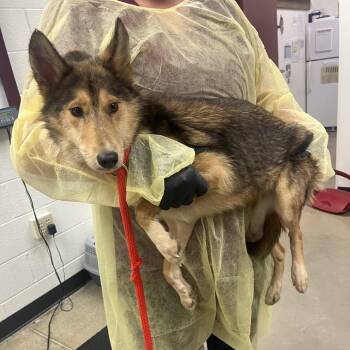 Aurora -  Mixed Breed and Collie Dog for Adoption in York, Pennsylvania - Aurora | PetCurious