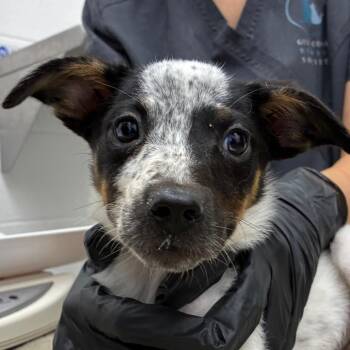 Bluey -  Australian Cattle Dog Blue Heeler and Mixed Breed Dog for Adoption in Corpus Christi, Texas - Bluey | PetCurious