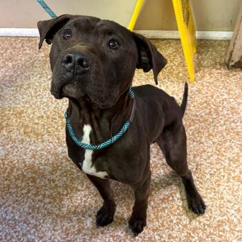 Pit Bull Terrier Dogs Available for Adoption - Chewy | PetCurious