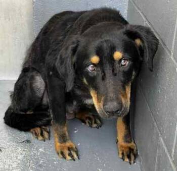 Shepherd and Mixed Breed Dogs Available for Adoption in Conway, South Carolina - Wanda | PetCurious