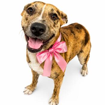 Tiger Lilly -  Mixed Breed Dog for Adoption in Columbiana, Alabama - Tiger Lilly | PetCurious