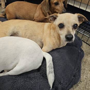 Abby -  Chihuahua and Mixed Breed Dog for Adoption in Apple Valley, California - Abby | PetCurious