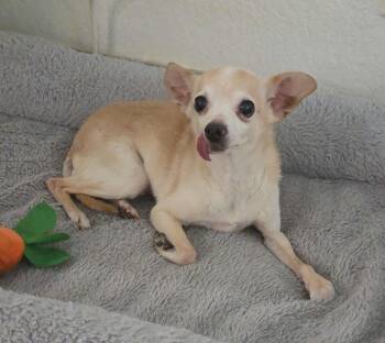 Rescue Chihuahua Dogs for Adoption in Clovis, California - Honey Boo Boo | PetCurious
