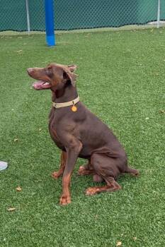 Doberman Pinscher Dogs Available for Adoption - Hermes 3549 | PetCurious