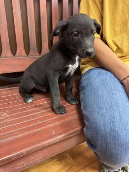 Rescue Black Labrador Retriever Dogs for Adoption in Cleveland, Oklahoma - Bear | PetCurious