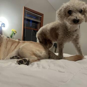 Finley -  Poodle Dog for Adoption in York, Pennsylvania - Finley | PetCurious