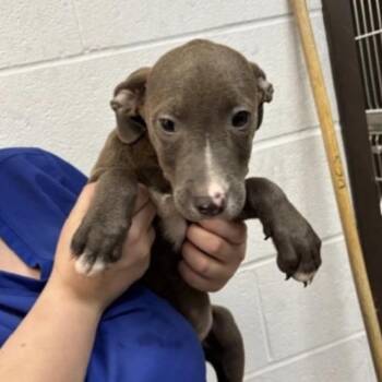 Henry -  Mixed Breed Dog for Adoption in Springboro, Ohio - Henry | PetCurious