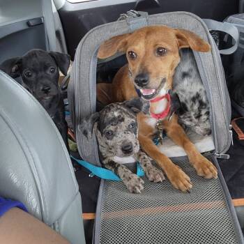 Rescue Mixed Breed Dogs for Adoption in Austin, Texas - Banana Bread | PetCurious