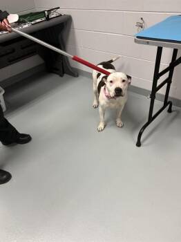 Pit Bull Terrier Dogs Available for Adoption in St. Cloud, Florida - TAMARA | PetCurious