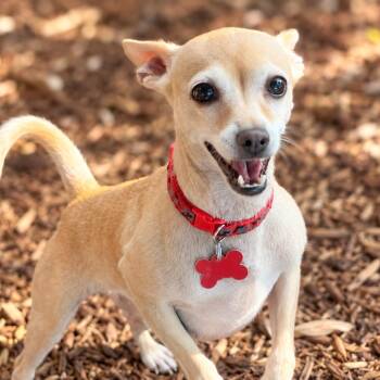 Lenora -  Chihuahua Dog for Adoption in Boerne, Texas - Lenora | PetCurious