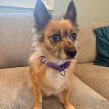 Pomeranian Dogs Available for Adoption - Grace | PetCurious