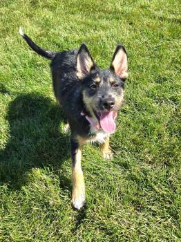 Ari -  Terrier Dog for Adoption in New London, Wisconsin - Ari | PetCurious