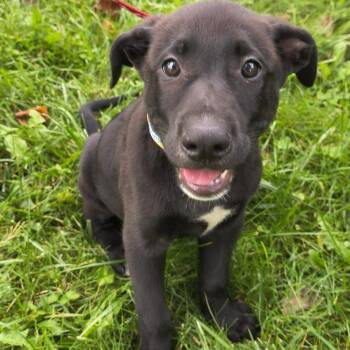 Oatmeal Creme -  Mixed Breed Dog for Adoption in State College, Pennsylvania - Oatmeal Creme | PetCurious