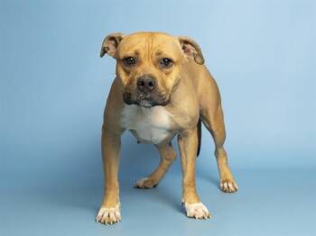 APPLE SAUCE -  Pit Bull Terrier Dog for Adoption in Phoenix, Arizona - APPLE SAUCE | PetCurious