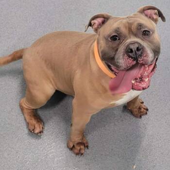 Humphrey, Roly Poly Goofball -  American Bully and Bulldog Dog for Adoption in Meriden, Connecticut - Humphrey, Roly Poly Goofball | PetCurious