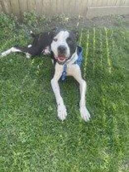 Pit Bull Terrier Dogs Available for Adoption in Newport, Kentucky - Diesel | PetCurious