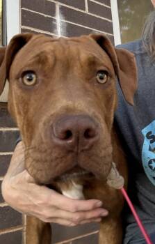 Rescue Mixed Breed Dogs for Adoption in Chamblee, Georgia - Nevada | PetCurious