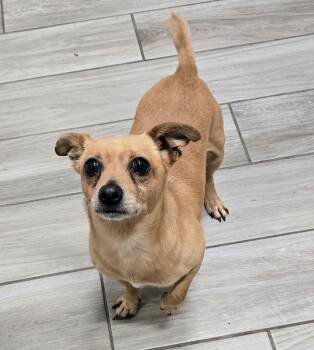 26-364 -  Chihuahua Dog for Adoption in Lindenhurst, New York - 26-364 | PetCurious