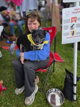 Chihuahua Dogs Available for Adoption in Huber Heights, Ohio - Bentley  | PetCurious