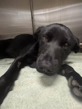 KOOPA -  Labrador Retriever and Mixed Breed Dog for Adoption in Riverside, California - KOOPA | PetCurious