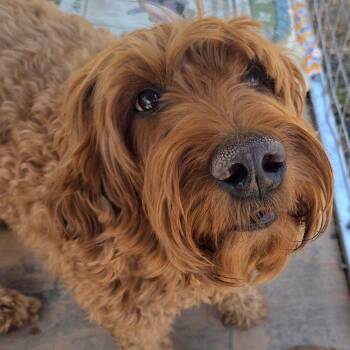 Bella -  Labrador Retriever and Poodle Dog for Adoption in San Pablo, California - Bella | PetCurious