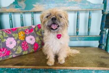 Tater Girl -  Brussels Griffon and Mixed Breed Dog for Adoption in San Antonio, Texas - Tater Girl | PetCurious