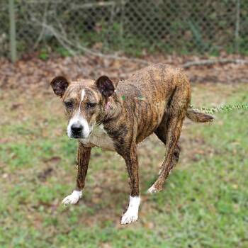 Terrier Dogs Available for Adoption - Jupiter | PetCurious