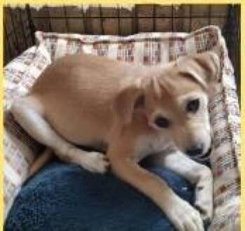 Almond -  Mixed Breed Dog for Adoption in Mesa, Arizona - Almond | PetCurious