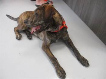 A388136 -  Pit Bull Terrier and Mixed Breed Dog for Adoption in Ocala, Florida - A388136 | PetCurious