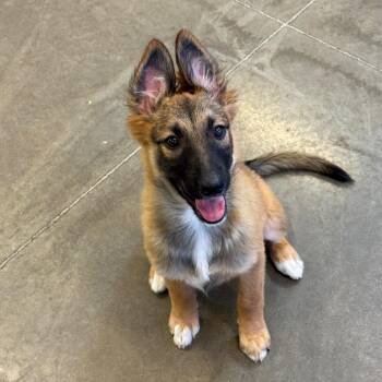 Shepherd and Mixed Breed Dogs Available for Adoption in Mankato, Minnesota - Lucy | PetCurious