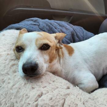 TJ -  Rat Terrier Dog for Adoption in Marble Falls, Texas - TJ | PetCurious