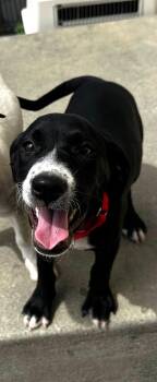 Moon Pie -  Mixed Breed Dog Available for Adoption in North Myrtle Beach, South Carolina - Moon Pie | PetCurious