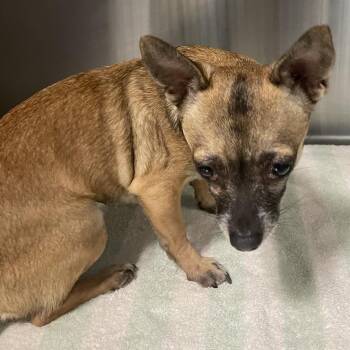Millville -  Chihuahua Dog for Adoption in Greensboro, North Carolina - Millville | PetCurious