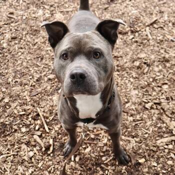 Rescue American Staffordshire Terrier Dogs for Adoption in Briarcliff Manor, New York - Wally | PetCurious