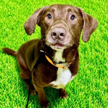Buck -  Chocolate Labrador Retriever Dog for Adoption in Battle Creek, Michigan - Buck | PetCurious
