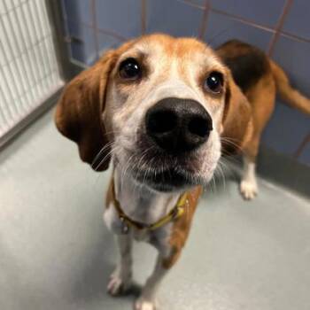 Dandy -  Hound and Mixed Breed Dog for Adoption in Richmond, Virginia - Dandy | PetCurious