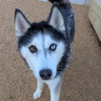 Echo -  Mixed Breed Dog for Adoption in Bentonville, Arkansas - Echo | PetCurious