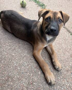 Briette -  Pit Bull Terrier and Cattle Dog Dog for Adoption in Fort Lupton, Colorado - Briette | PetCurious