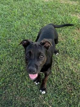 Mirage -  Pit Bull Terrier Dog for Adoption in New Bern, North Carolina - Mirage | PetCurious