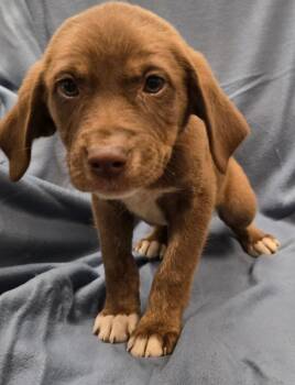 Cho -  Terrier and Mixed Breed Dog for Adoption in Murphysboro, Illinois - Cho | PetCurious