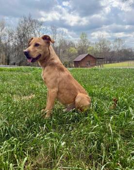 Goose -  Labrador Retriever Dog for Adoption in Nashville, Tennessee - Goose | PetCurious
