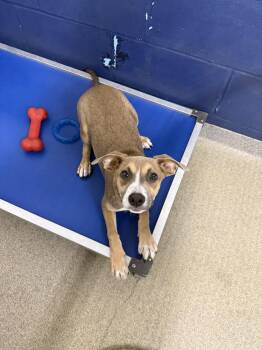 Greywind 4mo AVA 10/7 -  Terrier Dog for Adoption in Sterling, Massachusetts - Greywind 4mo AVA 10/7 | PetCurious