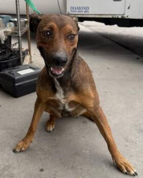 Rescue Shepherd Dogs for Adoption in Thousand Oaks, California - Sage -- URGENT! | PetCurious