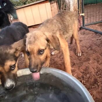 Peanut Butter Patty -  Mixed Breed Dog for Adoption in Moab, Utah - Peanut Butter Patty | PetCurious