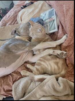 Beau -  American Staffordshire Terrier Dog for Adoption in San Diego, California - Beau | PetCurious