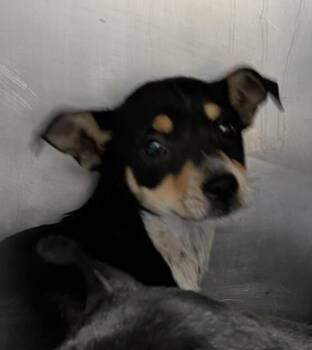 Rescue Miniature Pinscher and Chihuahua Dogs for Adoption in Thousand Oaks, California - Bambi -- URGENT! | PetCurious