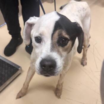 Mitch -  Mixed Breed Dog for Adoption in Winston-salem, North Carolina - Mitch | PetCurious