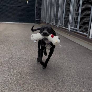 Rio -  Pit Bull Terrier and Mixed Breed Dog for Adoption in Bernalillo, New Mexico - Rio | PetCurious